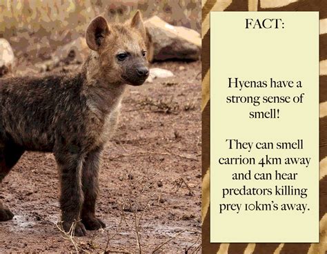 Hyena Green Humanity