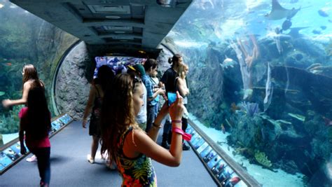 Our Fun Visit To The Aquarium Of The Pacific From Gofatherhood