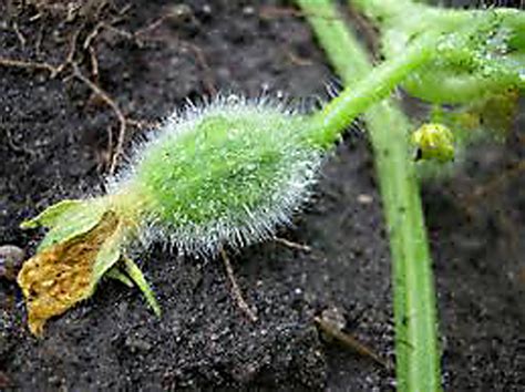 The creation of a microcosm that includes vegetables, fruits, trees, bushes, wheat, flowers, weeds, birds, soil, microorganisms, water, nutrients, insects, toads, spiders, and chickens. Growing Melons