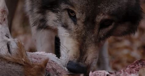 Longer Close Up Shot Of Wolf Feasting On A Carcass Snarling Horkai
