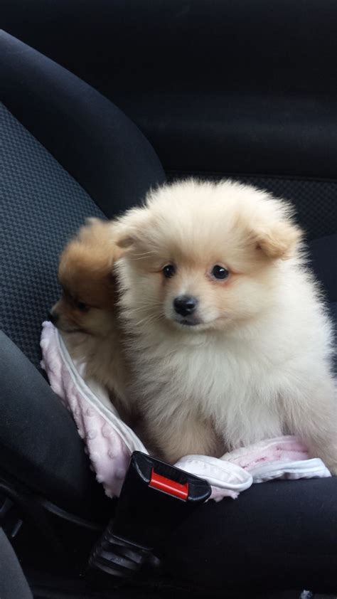 In fact, they may be the breed that suits this category best. BEAUTIFUL & STUNNING FLUFFY POMERANIAN PUPPY READY ...