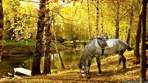 Autumn Horse Pictures Wallpaper Wallpapersafari