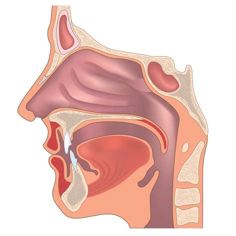 Anatomy Of The Nose And Throat Human Organ Structure Medical Sign