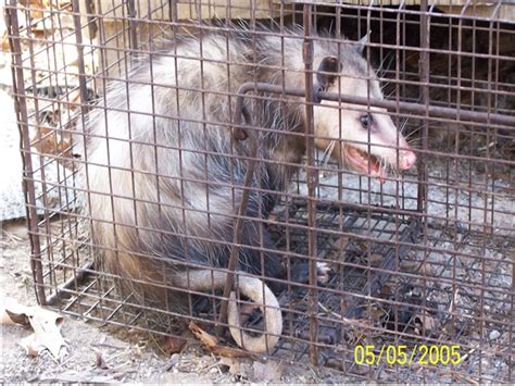 Michigans Opossum Control And Opossum Removal