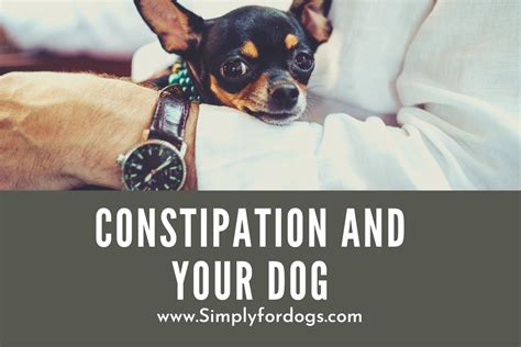 Constipation And Your Dog Why And How To Solve Simply For Dogs
