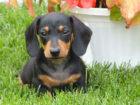 Cachorro de perro salchicha Imágenes y fotos