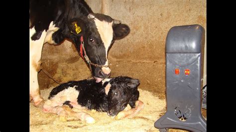 Normal Calving Parturition In The Cow Veterinary Youtube