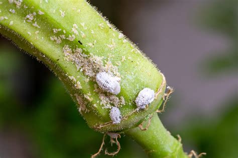 How To Get Rid Of Mealybugs — 6 Effective Mealybug Treatments