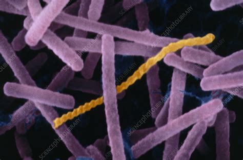 lactobacillus acidophilus bacteria stock image  science