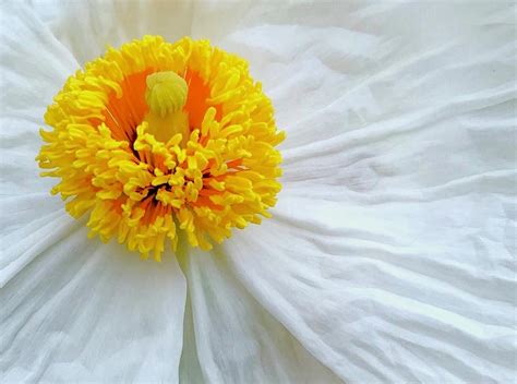 Fried Egg Poppy Photograph By Claudia Paige Fine Art America