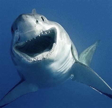 Pin By Ria Fisher On The Ocean Shark Pictures Happy Shark Shark Photos