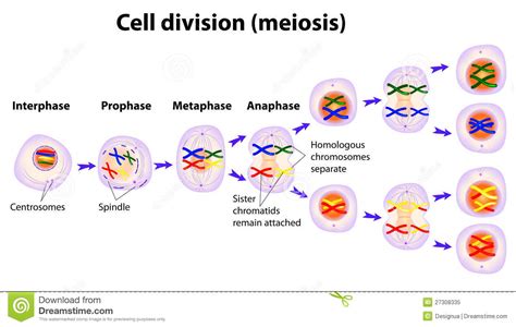 Cell Divison 4 Esp Andreas Biology Portfolio