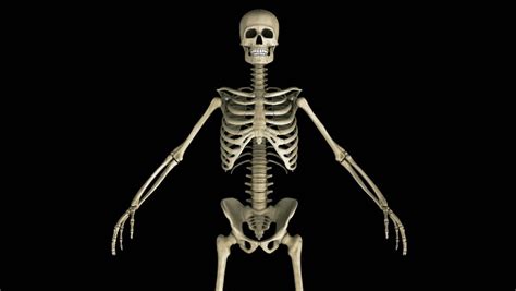 High Resolution And Highly Detailed 3d Skeleton X Ray Rotating Stock