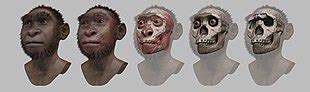 Jan 22, 2021 · compared with earlier fossil humans, note the expanded braincase relative to the size of the face. Turkana boy - Simple English Wikipedia, the free encyclopedia