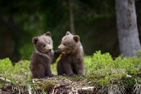 Here you can find the best cute bear wallpapers uploaded by our community. Cute bear cubs : aww