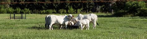 Artificial Insemination In Cattle Uf Ifas Extension Manatee County