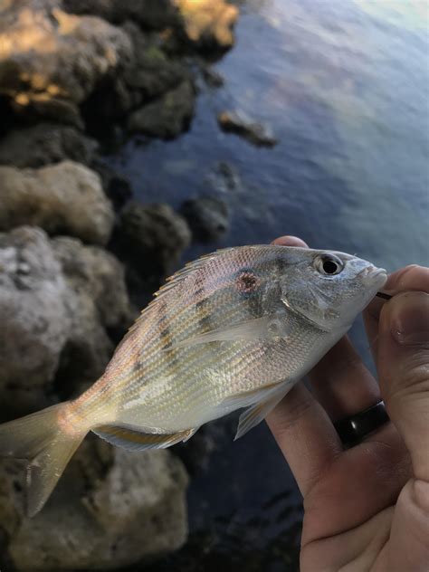 My First Fish Of The Decade Is Also My First Saltwater Fish Pinfish