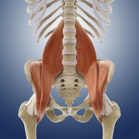 Iliopsoas Muscle Anatomy