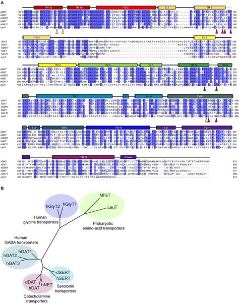 A Multiple Sequence Alignment Of The Eukaryotic Nss Members With