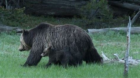 Us Wont Restore Yellowstone Grizzly Bear Protections