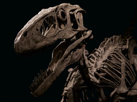 The Skeleton That Inspired Jurassic Parks Velociraptor Sold For 12
