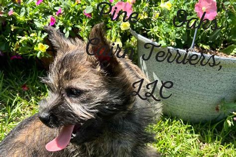 Pine Oaks Cairn Terriers Cairn Terrier Puppies For Sale In Andalusia