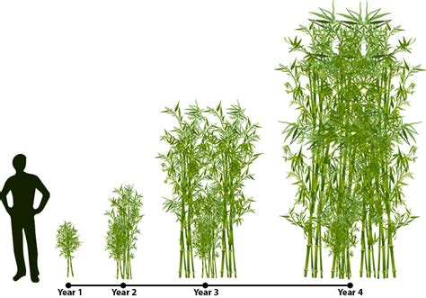 How Long Does Bamboo Grow A Comprehensive Guide Planthd