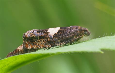 Hübsche Winzlinge Wickler Foto And Bild Makro Natur Insekten Bilder