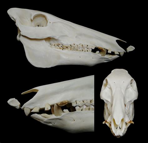 Crâne De Sanglier Wild Boar Skull Sus Scrofa Wild Boar Animal