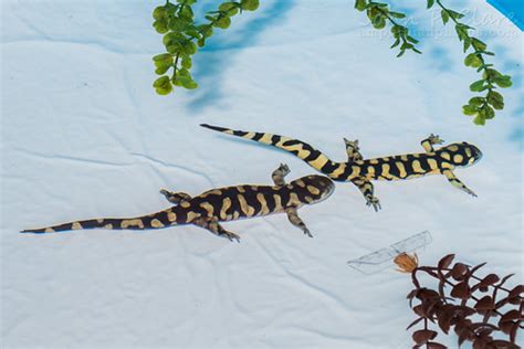 Barred Tiger Salamanders Mating Ambystoma Mavortium Mavor Flickr