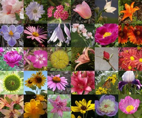 96+ banca immagine di torange offre foto gratis nella sezione: Nome di fiori per mazzi di fiori fiorire composizione al cottage