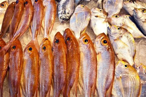 Whole Fresh Fishes Are Offered Stock Image Image Of Health Hand