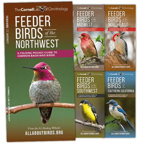 Waterford Press All About Birds Pocket Guides Bird Id Series