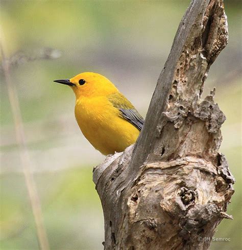 Multitudes Of Songbirds Arriving In Northeast Ohio Millions More To