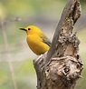 Multitudes of songbirds arriving in Northeast Ohio; millions more to ...