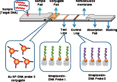 Disposable Nucleic Acid Biosensors Based On Gold Nanoparticle Probes And Lateral Flow Strip