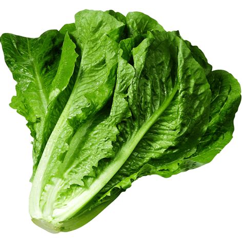 Lettuce Green Concept Fresh