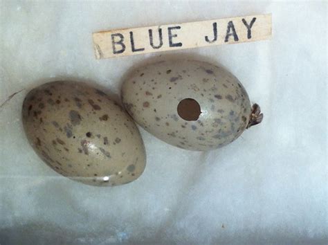 Blue Jay Eggs Cyanocitta Cristata Eggs Specimens On Displa Flickr