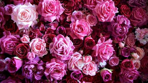 Single pink rose flowers nature wallpaper. , Flower, Rose, Pink, Texture Wallpapers HD / Desktop and ...