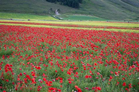 Wildflowers In Umbria Italy Stockbild Bild Von Feld Mohnblumen 75679585