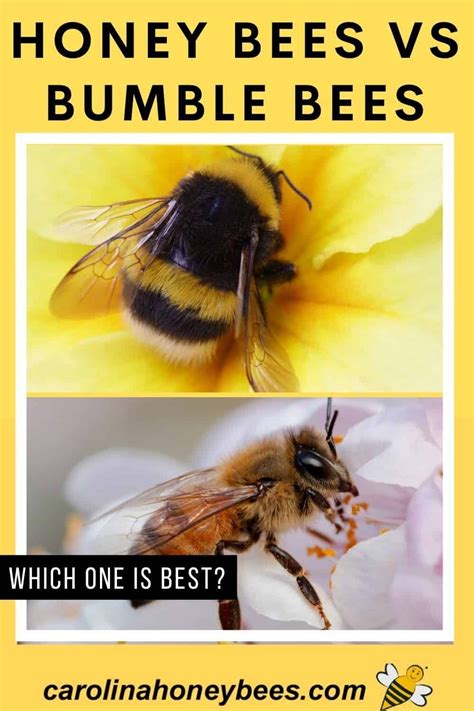 Honey Bees Vs Bumblebees Which One Is More Important Both Types Of