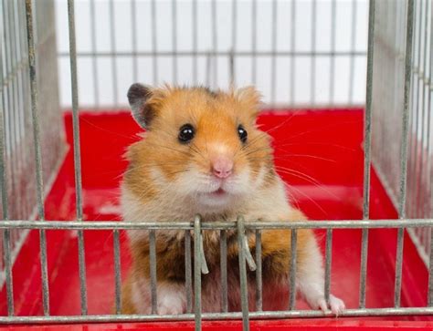 19 Easy Ways To Make Your Hamster Happy Pet Keen