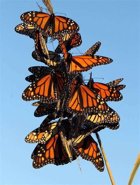 Monarch Butterflies Face Tough Migration Stop In Dry Flowerless Texas