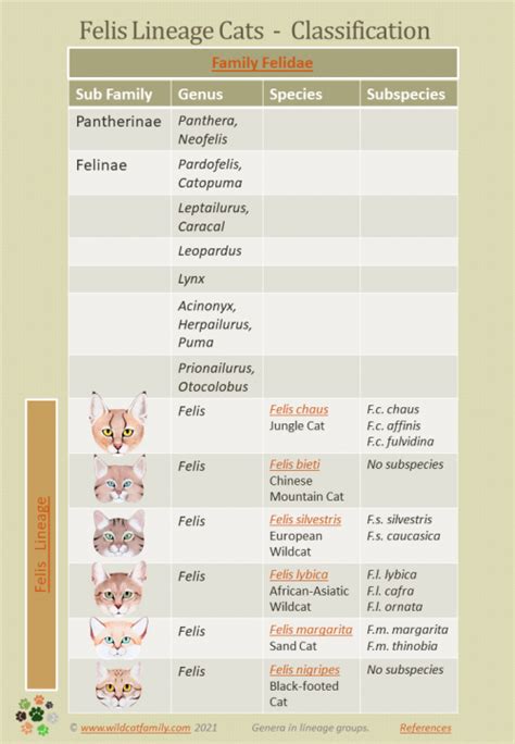 Small Wild Cats ~ Felis Genus ~ Felinae ~ Felis Lineage