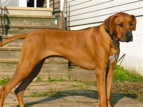 Rhodesian Ridgeback Greatdogsite