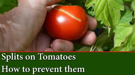 Causes Of Split Or Cracks On Tomatoes How To Prevent Them Youtube