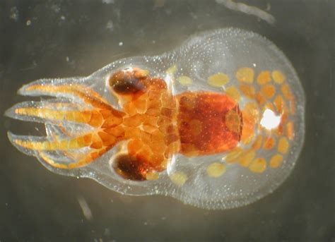 Octopus Paralarva A Planktonic Hatchling Underwater Pictures