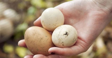 Huevos Se Deben Lavar Para Evitar La Salmonella O No La Verdad Noticias