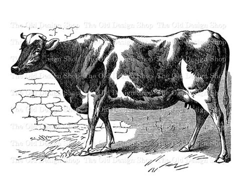 Jersey Cow Illustration Farm Animal Commercial Use Clip Art Etsy