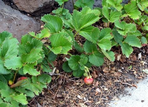 Plant Strawberries For A Sweet Edible Groundcover Birds And Blooms